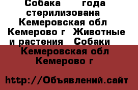 Собака, 1,5 года, стерилизована - Кемеровская обл., Кемерово г. Животные и растения » Собаки   . Кемеровская обл.,Кемерово г.
